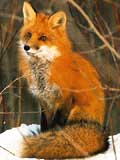 лисица обыкновенная, рыжая